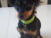 Russisk toy terrier Nero