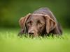 Labrador retriever Fella AKA Floppen