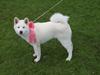 Akita inu Noa