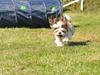 Shih tzu Aiyo [ Himmelhund]