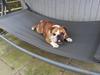 Engelsk bulldog Møffe            (Scarface) Rip 4/12-2023