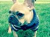 Fransk bulldog Ninja