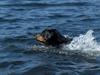 Rottweiler Royce