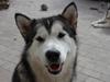 Alaskan malamute Scheiba [ Himmelhund]