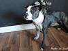 Staffordshire bull terrier Laimi