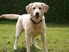 Labrador retriever Salli [ Himmelhund]