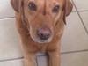 Labrador retriever Balto