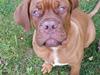 Dogue de bordeaux Lillbitt 