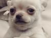 Chihuahua Anton