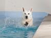 Hvid Schweizisk Hyrdehund Lilo