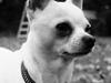 Chihuahua Picasso aka 'Steadfast give me a break'