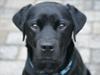Labrador retriever Elvis