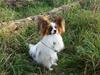 Papillon Askepot's Nemo "Louie"