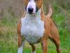 Bullterrier Benny Braveheart