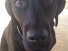 Labrador retriever Lexi