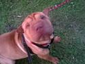Shar pei Frida