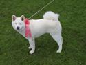 Akita inu Noa
