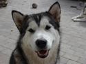 Alaskan malamute Scheiba