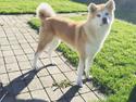 Akita inu Hakusha Go Kaikado