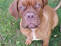 Dogue de bordeaux Lillbitt