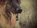 Schæferhund Ida