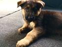 Schæferhund Silver