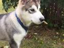 Alaskan malamute Kijago (R.I.P)