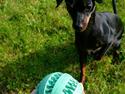 Dvaergpinscher Lilo (Lilleskid)