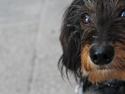 Dværggravhund Pablo (oprindeligt: Aastrupgaard Pax)