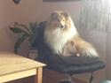 Shetland sheepdog Magic Gipsy Star