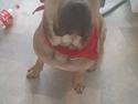 Dogo canario Zeus