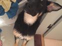 Schæferhund Freja