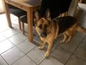 Schæferhund Hekami Tøsen