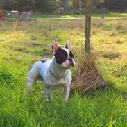 Fransk bulldog Bullys Lord Oscar