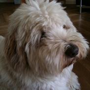 Bearded collie Woodie