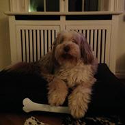 Bearded collie Woodie