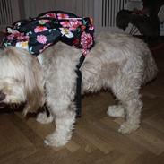 Bearded collie Woodie