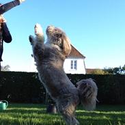 Bearded collie Woodie