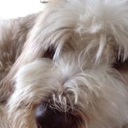 Bearded collie Woodie