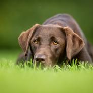 Labrador retriever Fella