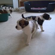 Kromfohrländer Ashia von der Kapuzineraue