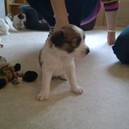 Kromfohrländer Ashia von der Kapuzineraue