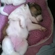 Kromfohrländer Ashia von der Kapuzineraue