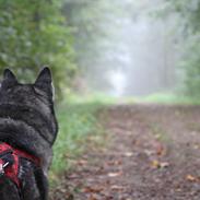 Siberian husky Snow Husky Ziemabor Jamie [Himmelhund] 