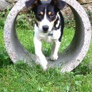 Dansk svensk gaardhund Vaks