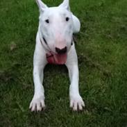 Bullterrier Sherdog casablanca (Dollar'sen )
