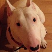 Bullterrier Sherdog casablanca (Dollar'sen )