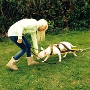 Bullterrier Sherdog casablanca (Dollar'sen )