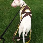 Bullterrier Sherdog casablanca (Dollar'sen )