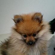 Pomeranian Milo